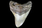 Fossil Megalodon Tooth - North Carolina #109002-1